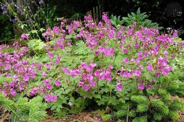 Geranium macr. 'Bevan's Variety'