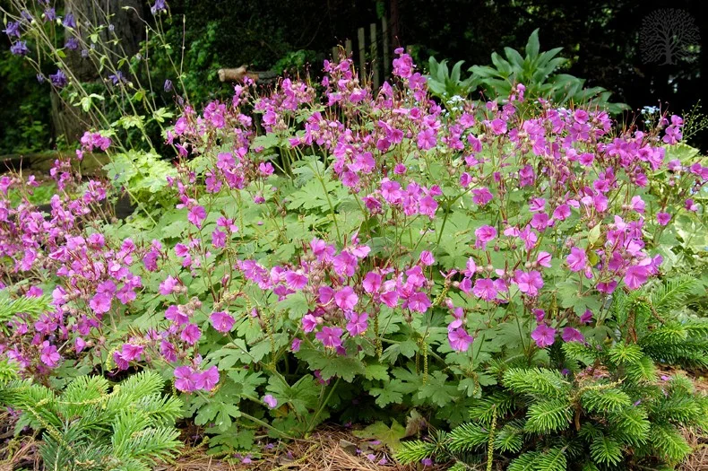 Geranium macrorrhizum 'Bevan's Variety'