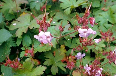 Geranium macrorrhizum 'Ingwersen's Variety'