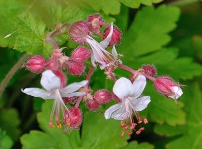 Geranium macrorrhizum 'Spessart'