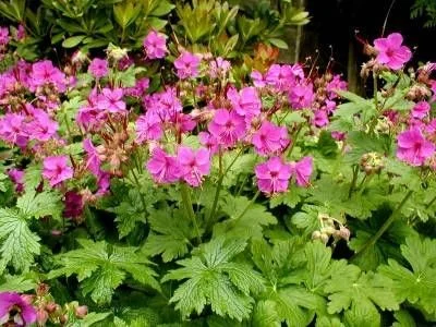 Geranium macrorrhizum