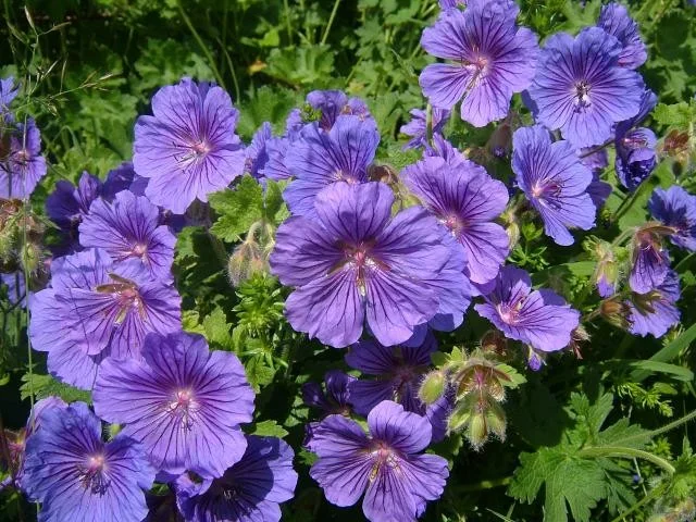 Geranium magnificum