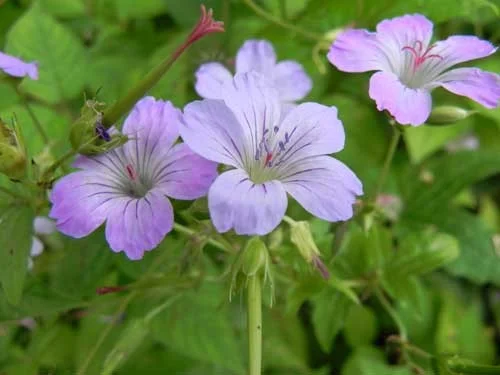Geranium nodosum