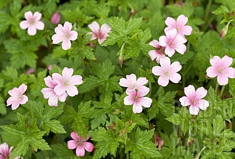 Geranium ox. 'Rose Clair'