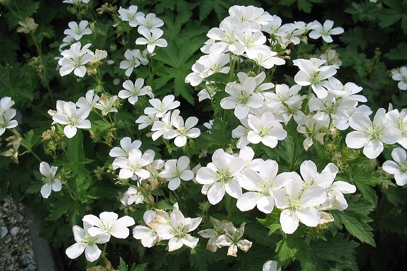 Geranium phaeum 'Album'