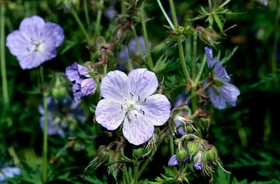 Geranium pratense 'Mrs Kendall Clark'
