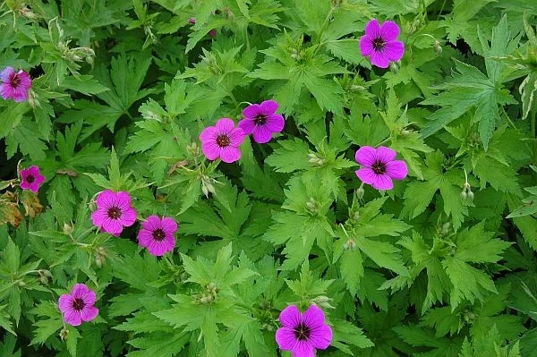 Geranium psilostemon