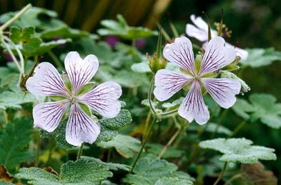 Geranium renardii