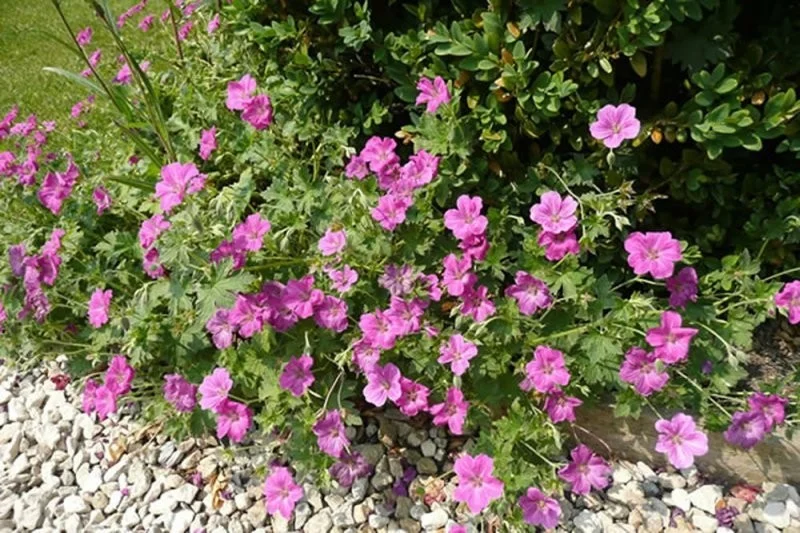 Geranium riversleaianum 'Mavis Simpson'