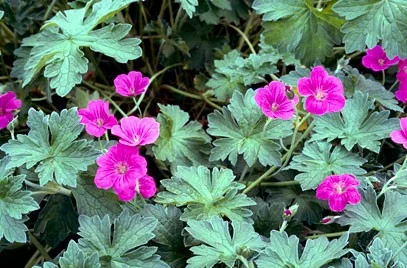 Geranium riversleaianum 'Russell Prichard'