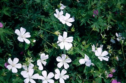 Geranium sanguineum 'Album'