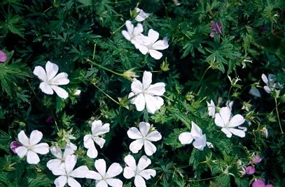 Geranium sang. 'Album'