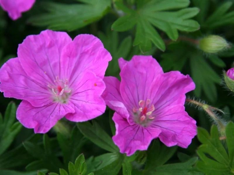 Geranium sanguineum 'Ankum's Pride'