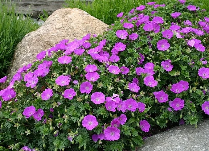 Geranium sanguineum 'Max Frei'