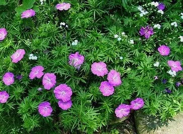 Geranium sanguineum