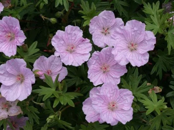 Geranium sanguineum striatum