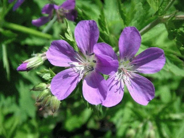 Geranium sylvaticum 'Mayflower'