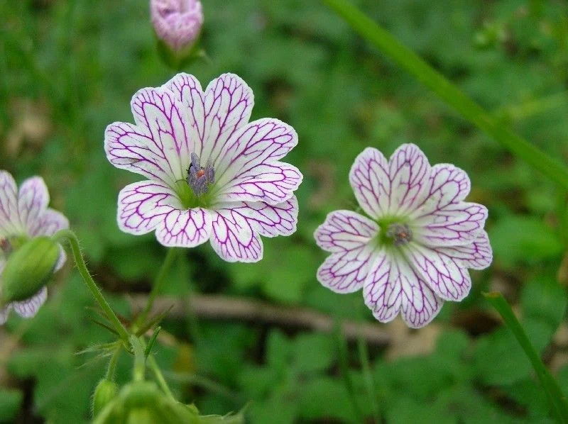 Geranium versicolor