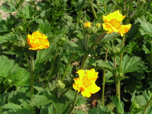 Geum chiloense 'Lady Stratheden'