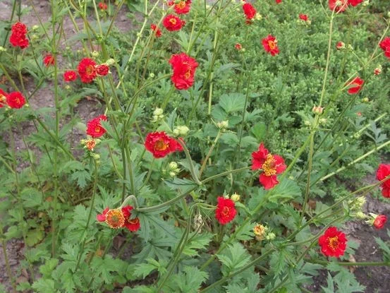 Geum chiloense 'Mrs Bradshaw'