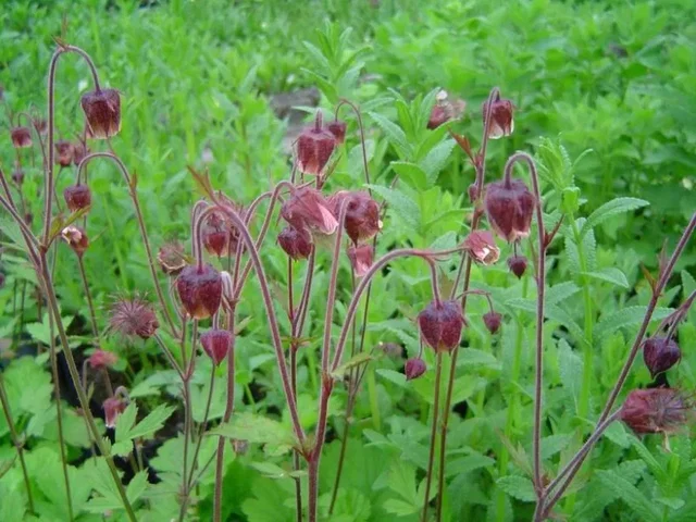 Geum rivale