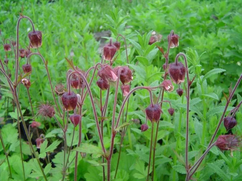 Geum rivale