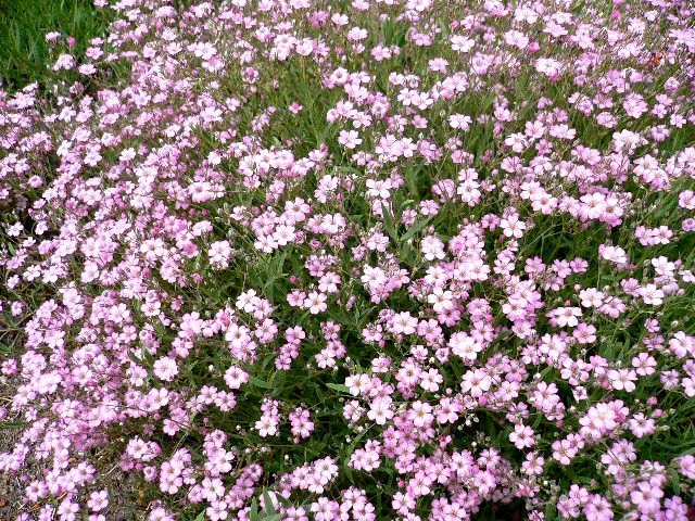 Gypsophila 'Rosenschleier'