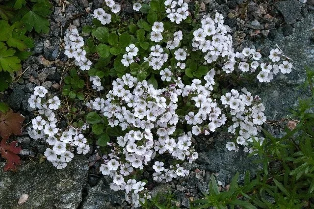 Gypsophila cerastioides