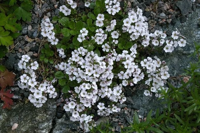 Gypsophila cerastioides