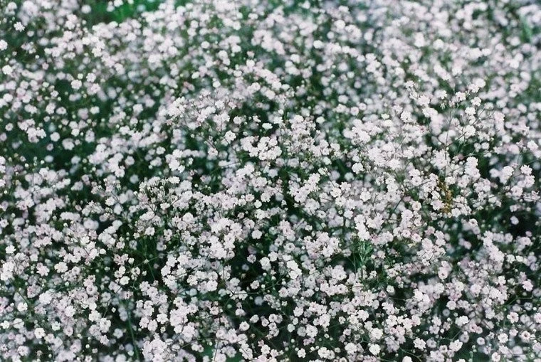 Gypsophila pan. 'Bristol Fairy'