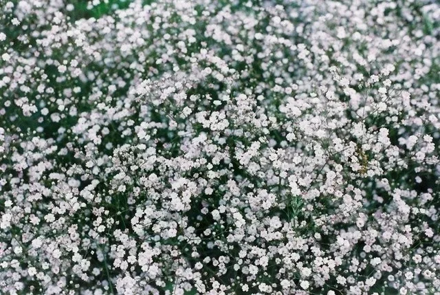 Gypsophila pan. 'Bristol Fairy'