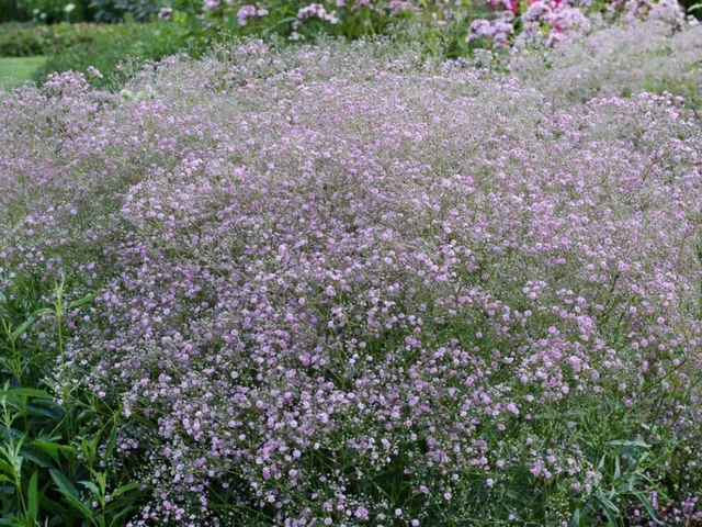 Gypsophila pan. 'Flamingo'