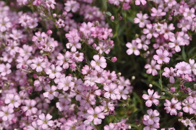 Gypsophila repens 'Rosea'