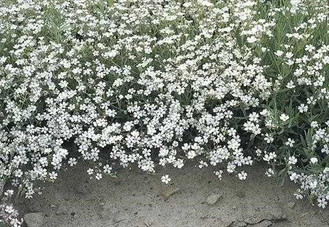 Gypsophila repens 'Alba'