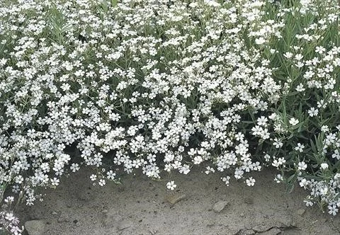 Gypsophila repens 'Alba'