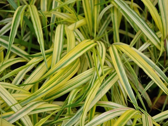 Hakonechloa macra 'Aureola'