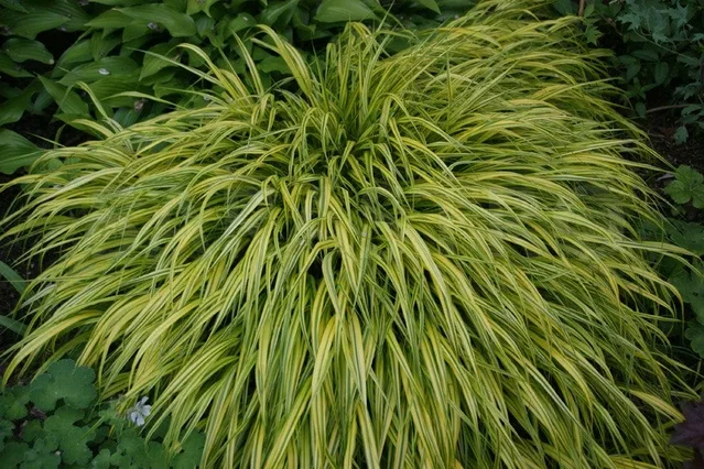 Hakonechloa macra 'Aureola'