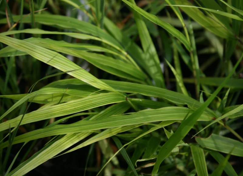 Hakonechloa macra-1