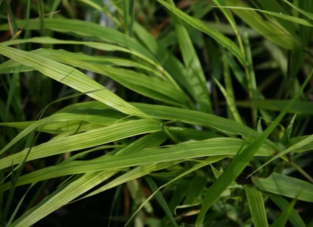 Hakonechloa macra (Japangras)