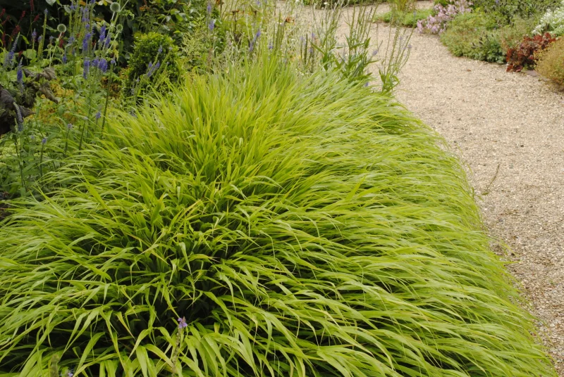 Hakonechloa macra-2
