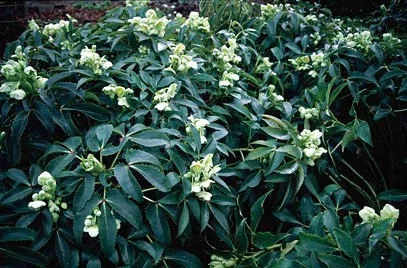 Helleborus argutifolius