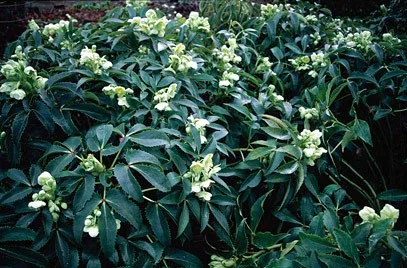 Helleborus argutifolius