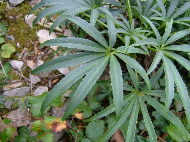 Helleborus foetidus
