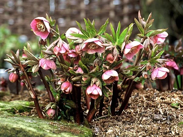 Helleborus orientalis 'Red Hybrids'