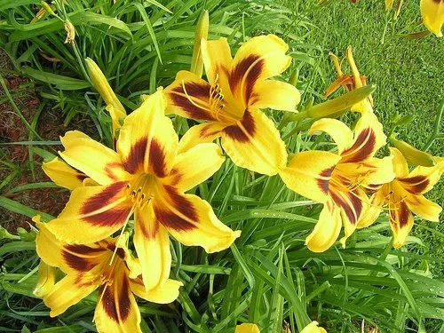 Hemerocallis 'Bonanza'