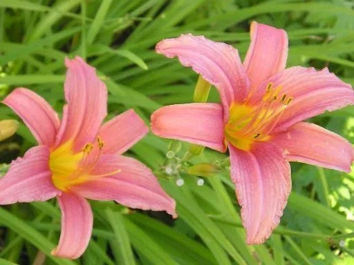 Hemerocallis 'Pink Damask'
