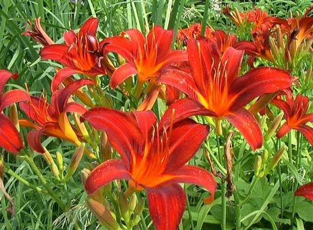 Hemerocallis 'Sammy Russell'