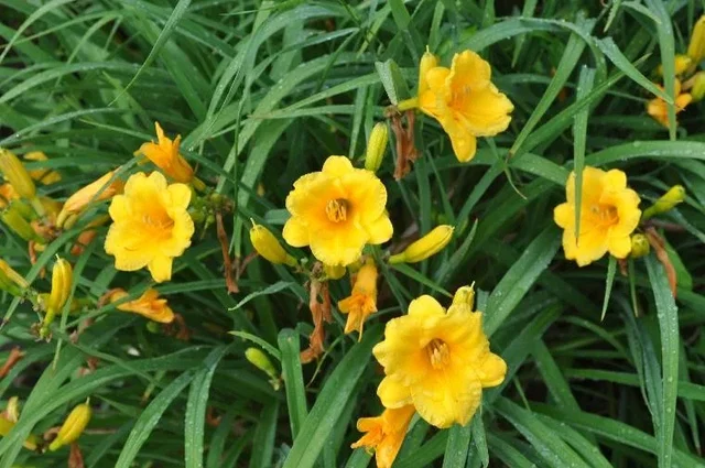 Hemerocallis 'Stella de Oro'