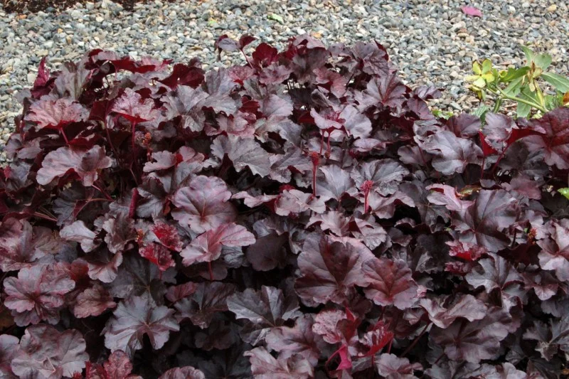 Heuchera 'Binoche'