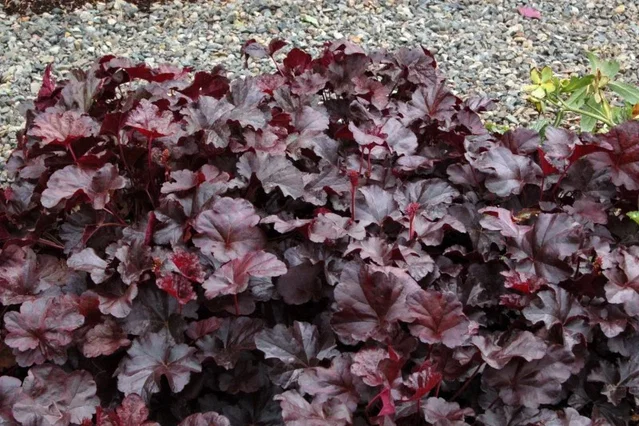 Heuchera 'Binoche'